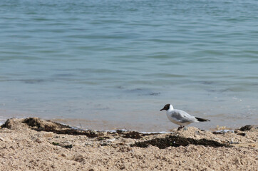 oiseau sur la plage