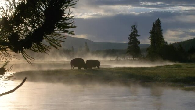 Buffalo / bison animals in cinematic foggy meadow in natural pasture with creek winding through the foreground 
