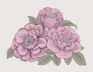 Bouquet of flowers. Pink roses. Vintage illustration. - 482889432