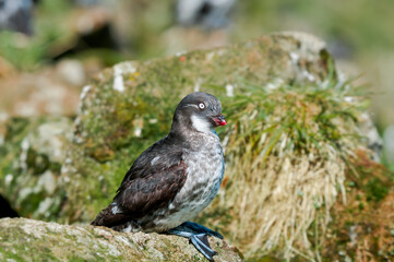 Least Auklet (Aethia pusilla) at colony in St. George Island, Pribilof Islands, Alaska, USA