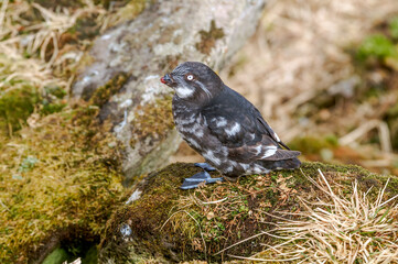 Least Auklet (Aethia pusilla) at colony in St. George Island, Pribilof Islands, Alaska, USA