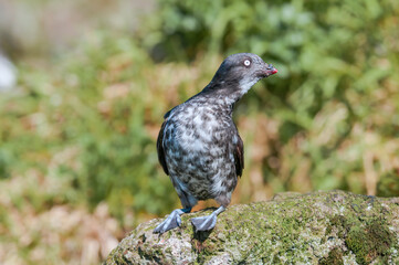 Least Auklet (Aethia pusilla) at colony in St. George Island, Pribilof Islands, Alaska, USA