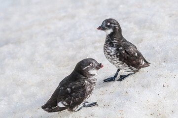 Least Auklet (Aethia pusilla) at colony in St. George Island, Pribilof Islands, Alaska, USA