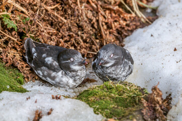 Least Auklet (Aethia pusilla) at colony in St. George Island, Pribilof Islands, Alaska, USA