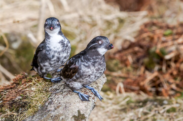 Least Auklet (Aethia pusilla) at colony in St. George Island, Pribilof Islands, Alaska, USA