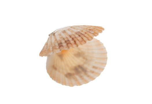 Pearl shell opened empty isolated cutout on white background. Seashell overhead, sea nature