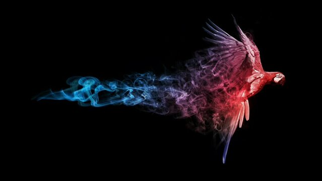 flying macaw in a black background and colorful smoke animation 