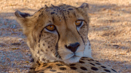 cheetah