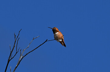 Angry looking hummingbird.