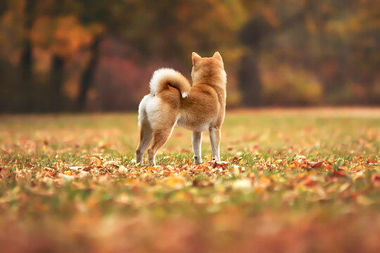 Shiba Inu