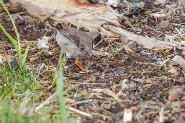 Semipalmated Plover (Charadrius semipalmatus) at St. George Island, Pribilof Islands, Alaska, USA