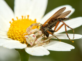 Pink Crab Spider. Thomisus onustus