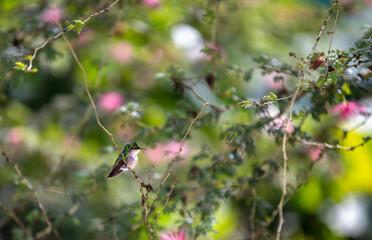 Colibri