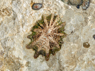 Endangered limpet. Patella ferruginea