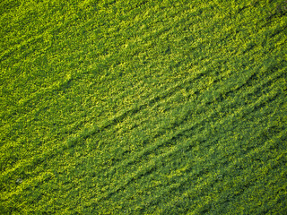 aerial top view of green field with yellow flowers pattern