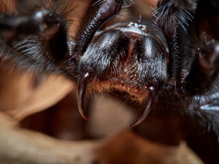Gibraltar Funnel-web Spider. Macrothele calpeiana. - obrazy, fototapety, plakaty