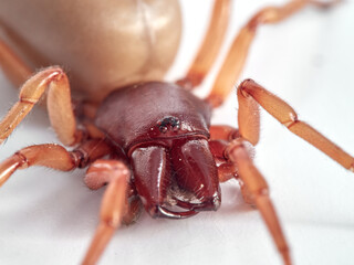woodlouse spider, Dysdera crocata, photographed on white background