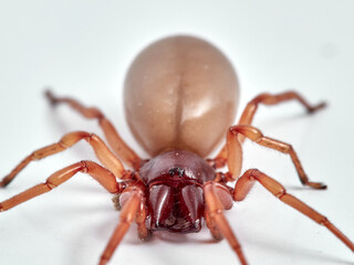 woodlouse spider, Dysdera crocata, photographed on white background