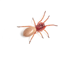 woodlouse spider, Dysdera crocata, photographed on white background