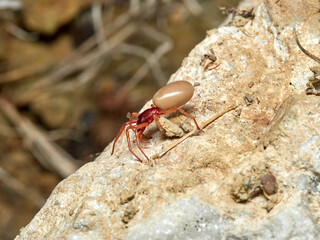woodlouse spider, Dysdera crocata, photographed on white background
