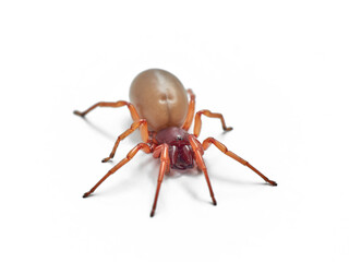 woodlouse spider, Dysdera crocata, photographed on white background