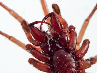 woodlouse spider, Dysdera crocata, photographed on white background