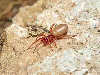 woodlouse spider, Dysdera crocata, photographed on white background