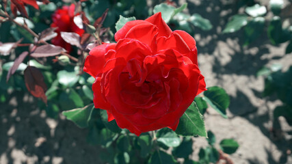 beautiful red rose in the garden