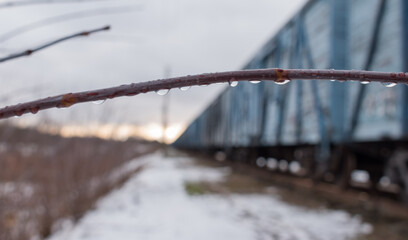 Raindrops on a bare branch in winter