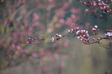 Cherry Blossom