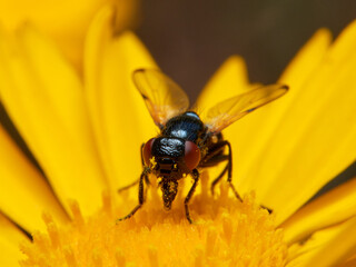 Black fly on a yellow flower. Ulidia apicalis