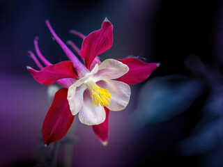 Natural background with space for text. Banner with selective focus