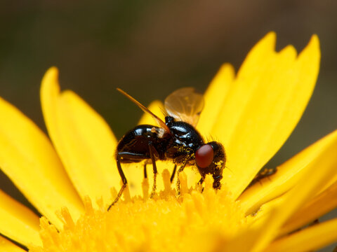 Black fly on a yellow flower. Ulidia apicalis