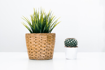 Vista frontal de planta artificial en maceta de mimbre marrón claro y cactus redondo natural en maceta color blanco sobre fondo blanco ideal para decoración de baños y cocinas