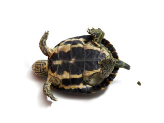 Mediterranean turtle (Mauremys leprosa)