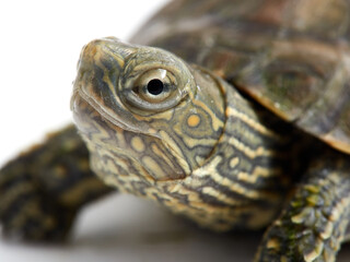 Obraz premium Mediterranean turtle (Mauremys leprosa)