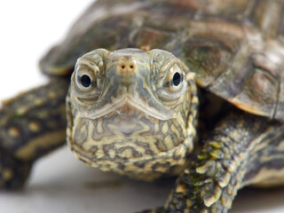 Mediterranean turtle (Mauremys leprosa)