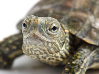 Mediterranean turtle (Mauremys leprosa)