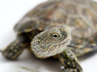 Obraz premium Mediterranean turtle (Mauremys leprosa)