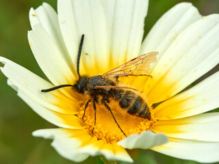 Wasp on a flower. Dasyscolia ciliata