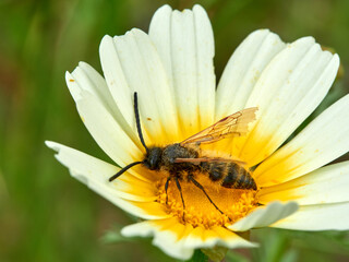 Naklejka premium Wasp on a flower. Dasyscolia ciliata