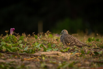 Zebra dove (Geopelia striata) is resting on the ground at sunset. Also known as barred ground dove, Columbidae, native to Southeast Asia