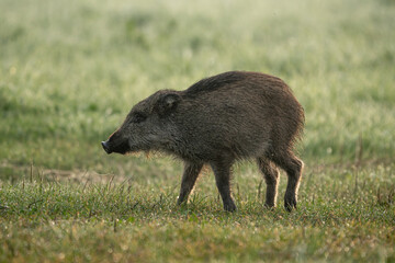 Young wild boar (Sus Scrofa) running in the grass meadow on a wet sunny morning. Wildlife scene from nature. Colorful picture of wild animal