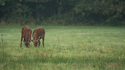 Two young Red Deer (Cervus elaphus) eating grass in a summer landscape in a mid-forest meadow. Deer with a single antler
