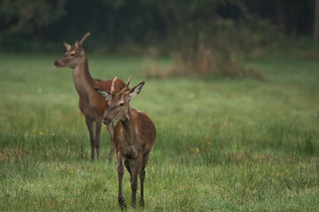 Two young red deer (Cervus elaphus) walking in a summer landscape in a mid-forest meadow. Deer with a single antler
