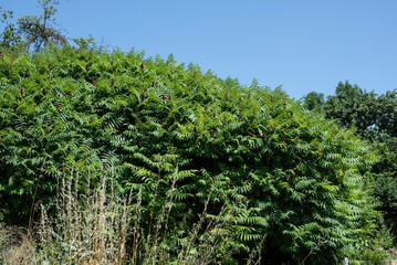Fototapeta na wymiar a large shrub of a staghorn sumac