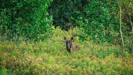 A young bull moose (Alces alces) standing in the high grass among the trees. Animal in a natural habitat