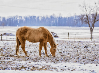 horse in winter