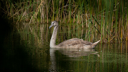 Young Mute Swan (Cygnus olor) on the lake among the reeds. Wildlife scene with water bird. Swan on summer day in calm water. Bird in the nature habitat