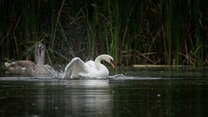 White female Swan (Cygnus olor) washes with much splashing in the lake among the reeds. Swan spreads its wings. Female Mute Swan with a brood of young swans